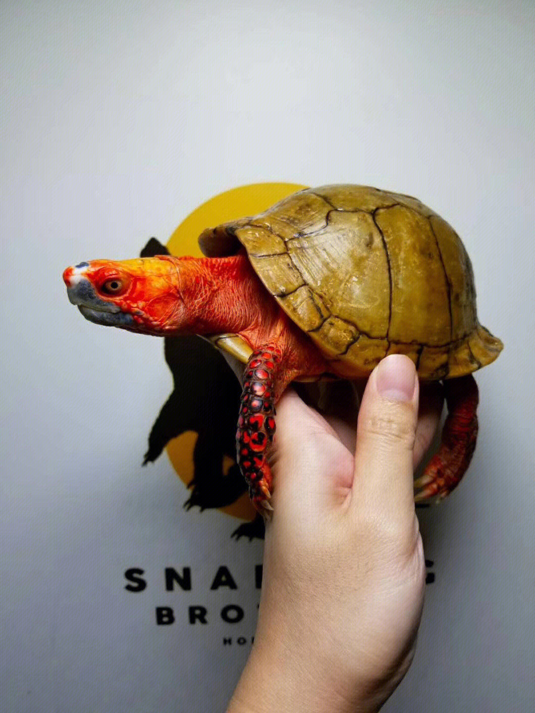 墨西哥箱龟