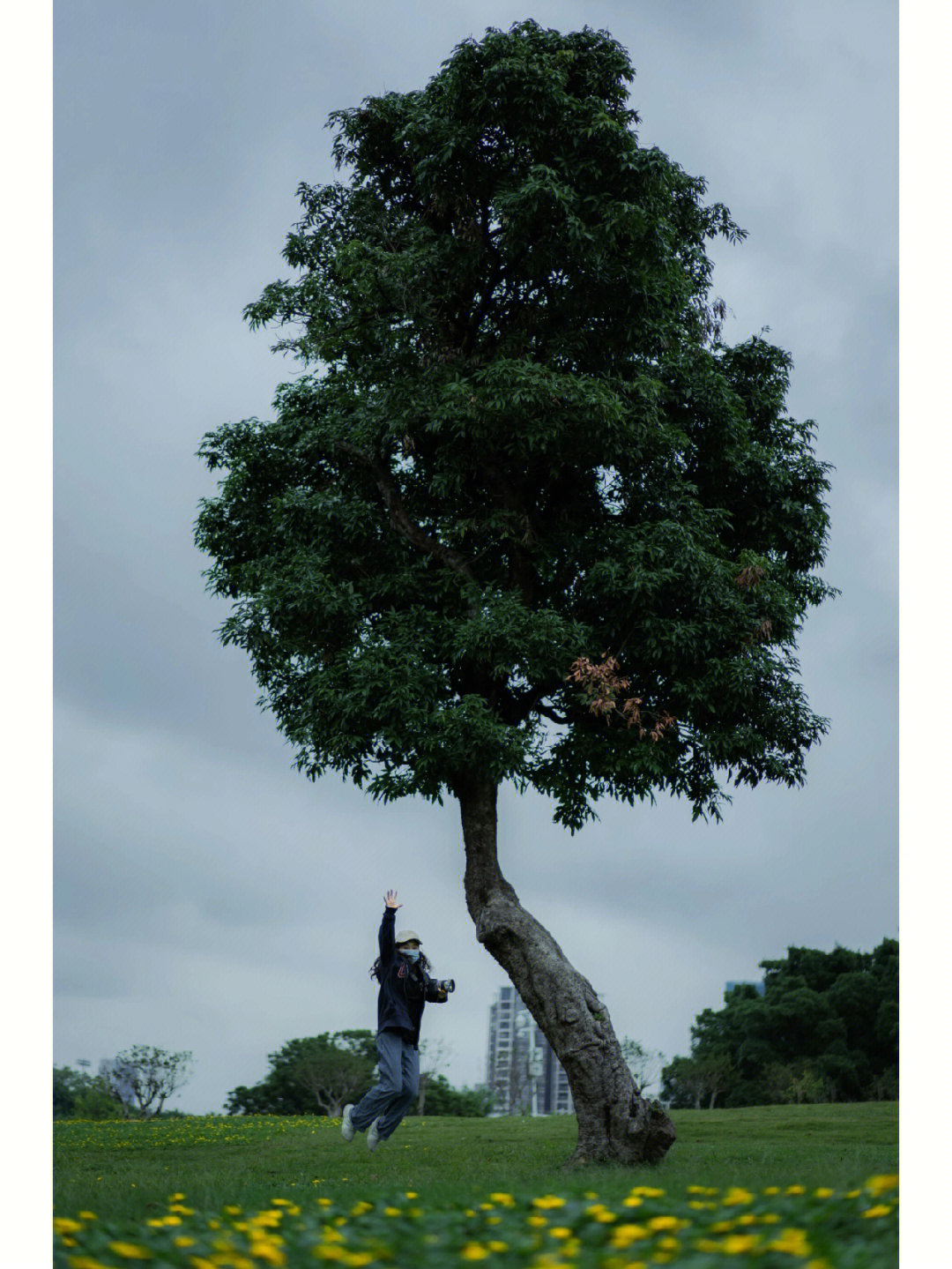 中山公园与一棵有趣的歪脖子树互动