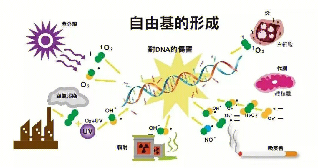 深圳护肤听说过自由基吗