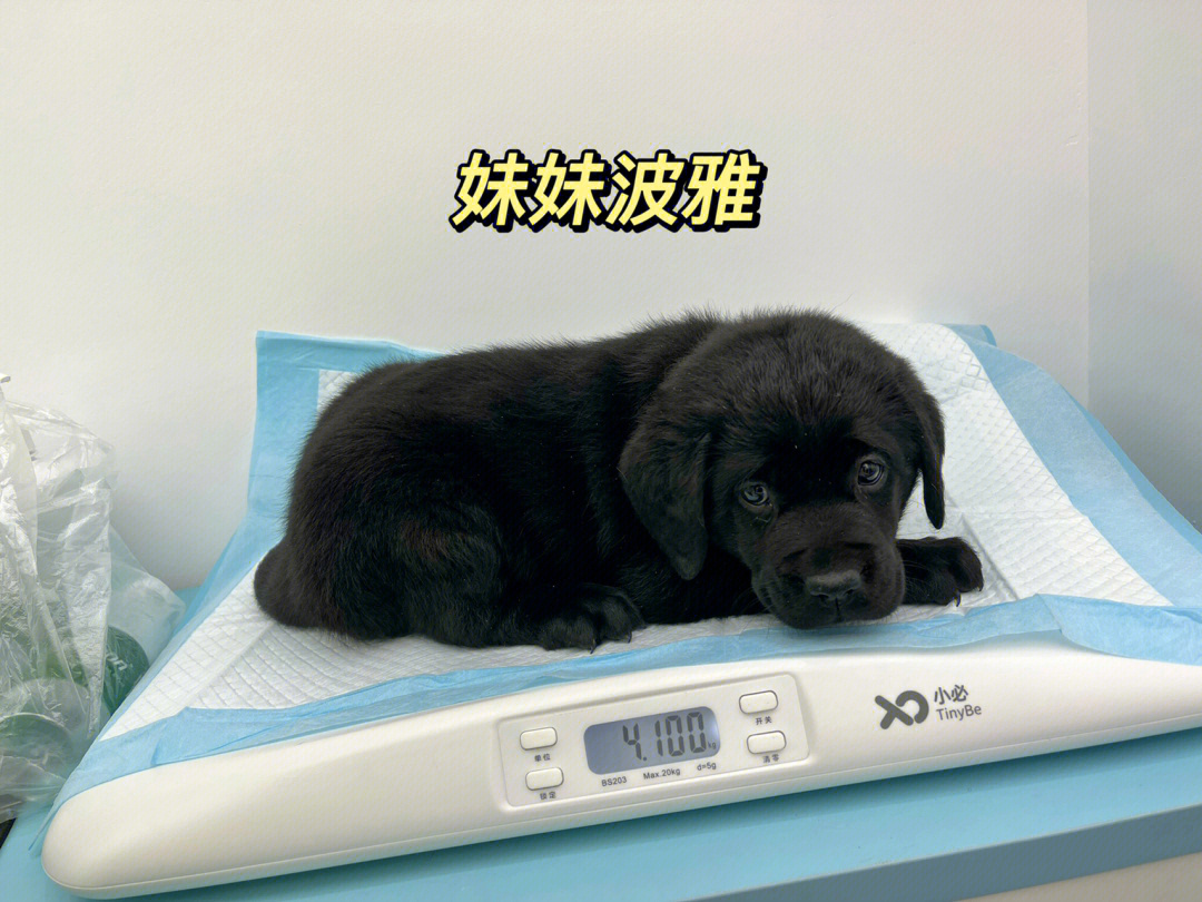 黑色拉布拉多幼犬