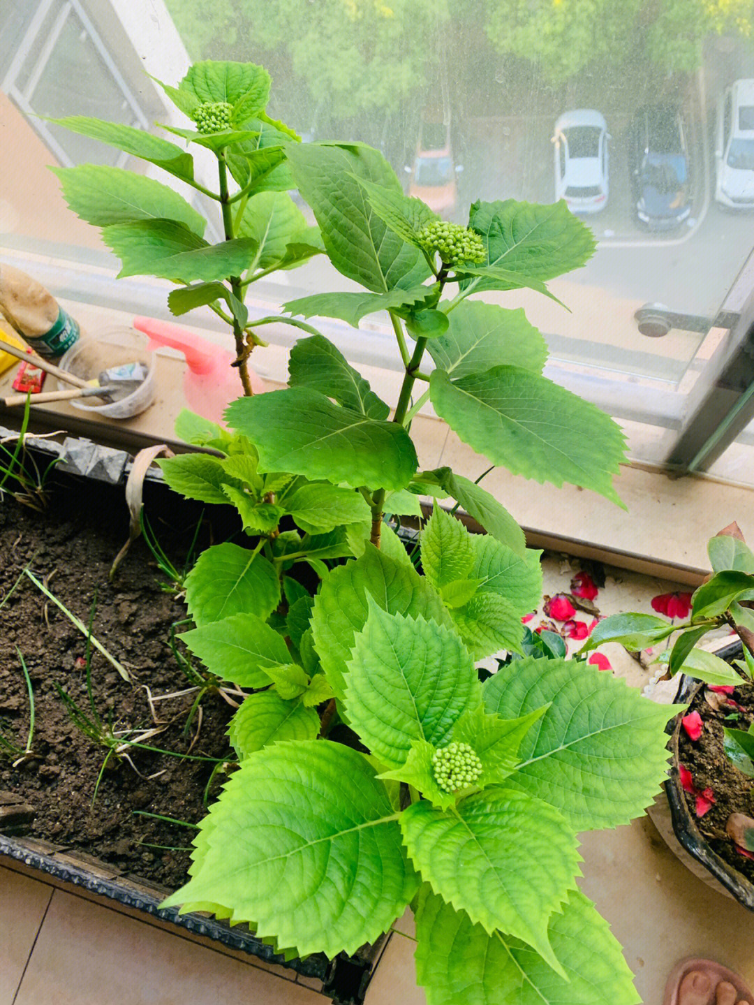 养了三年的绣球花,终于开花了,好漂亮的颜色