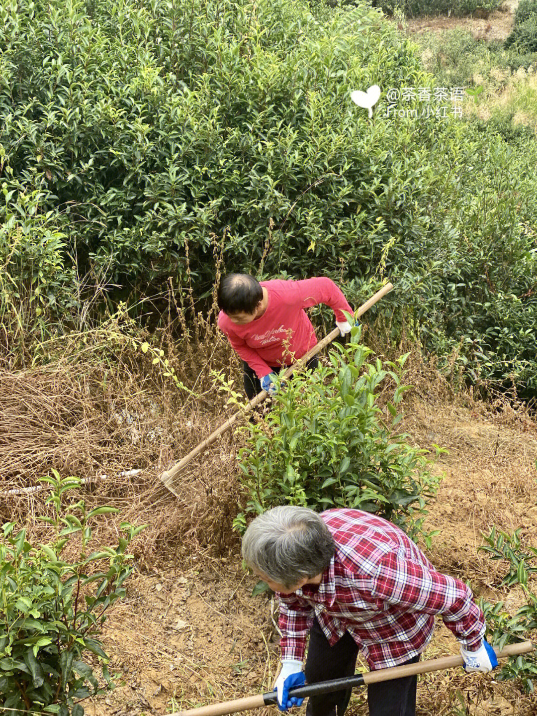 自家茶园除草