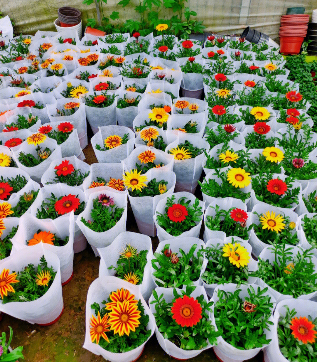 宝安花卉市场图片