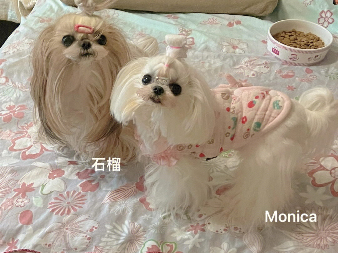 马尔济斯西施犬monica78石榴