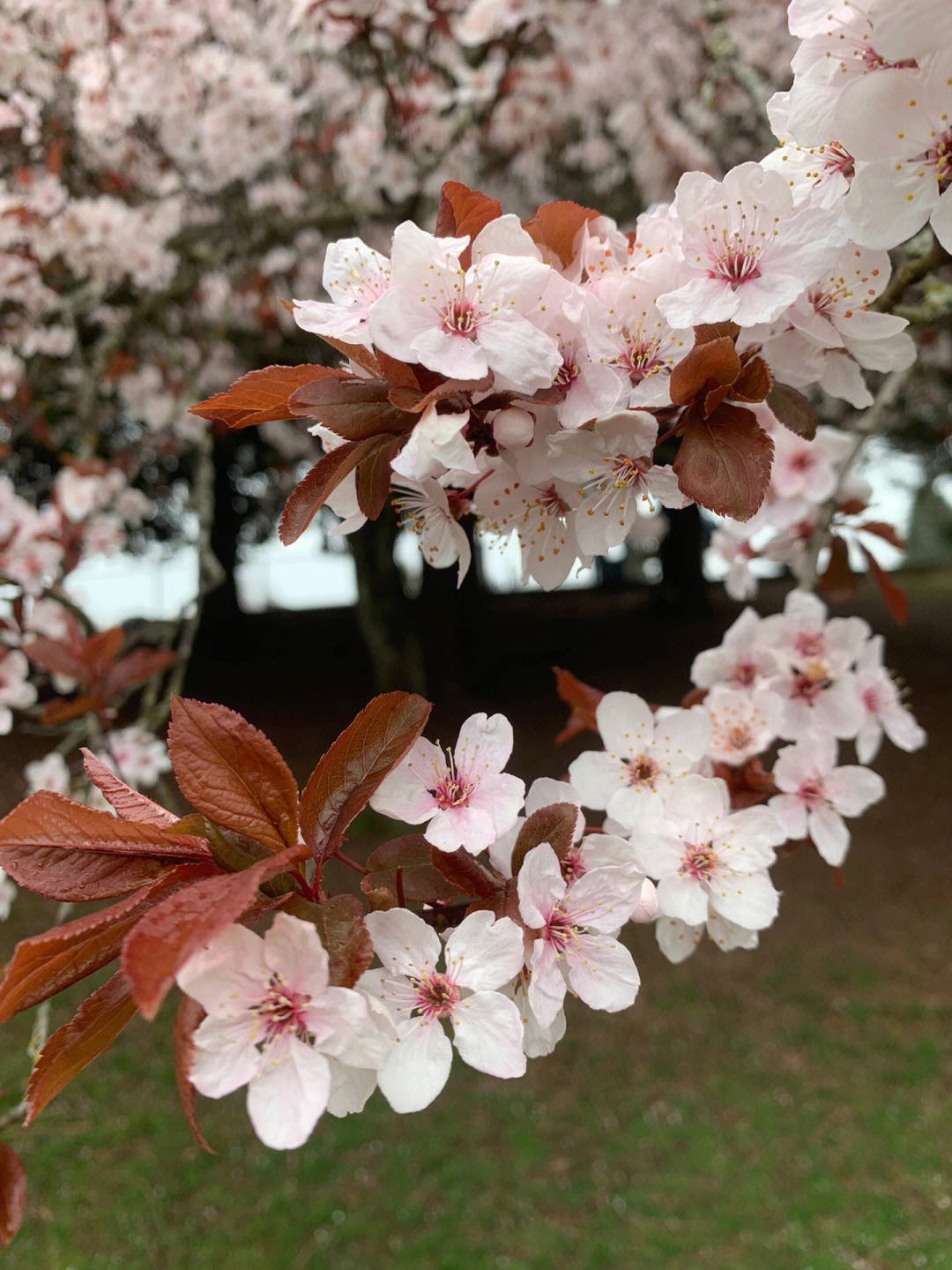 樱花季