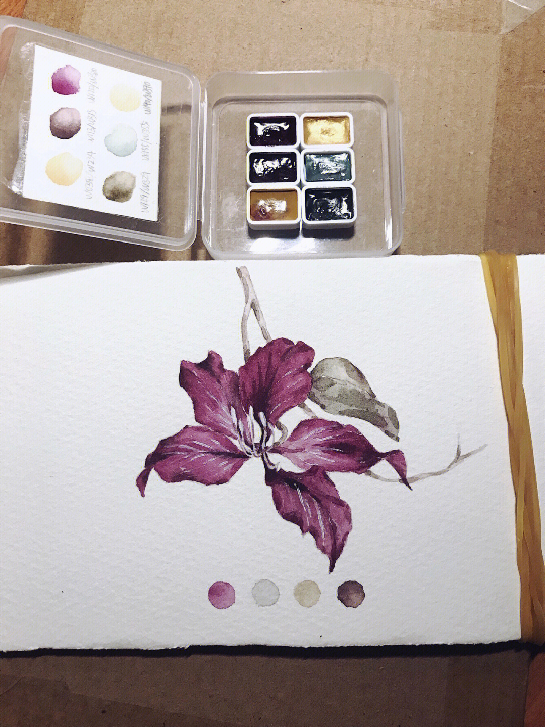紫荆花树手绘图图片