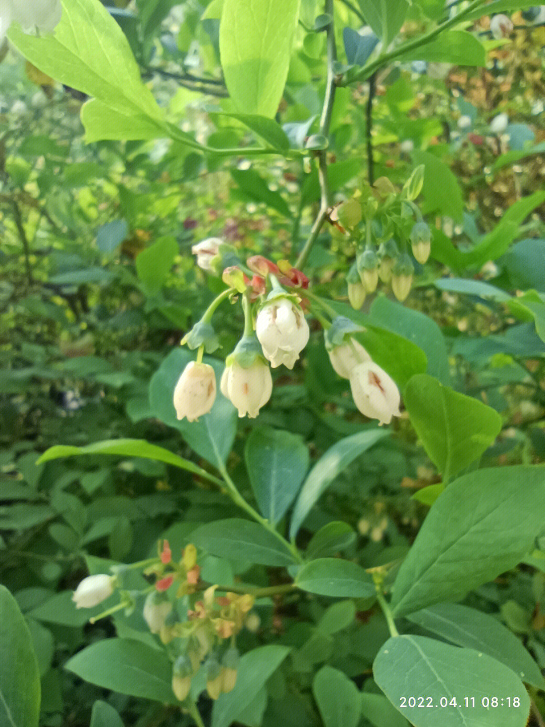 乌饭树开花图片图片