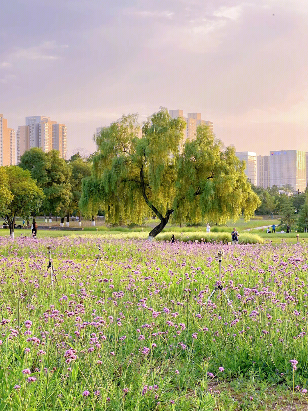 西安花海公园图片