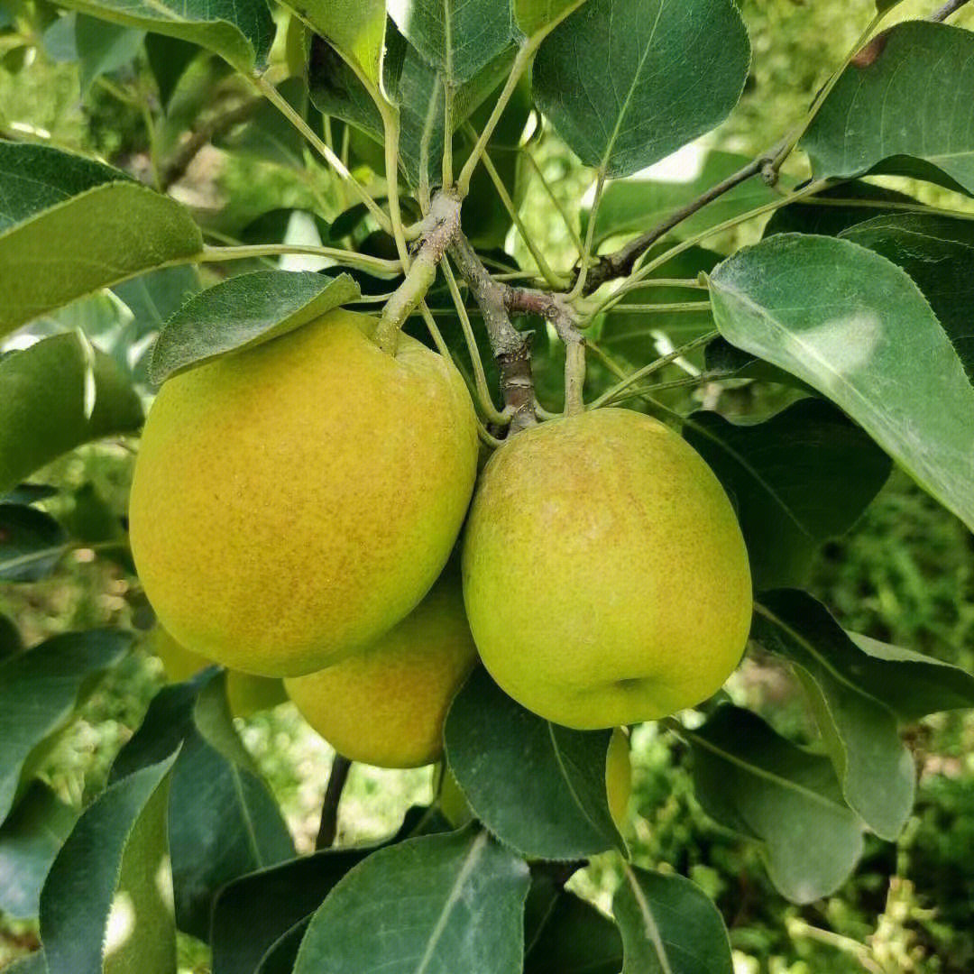 今日分享:自家种植的西域圣果"库尔勒香梨"秋天来了 要多润肺 养肺