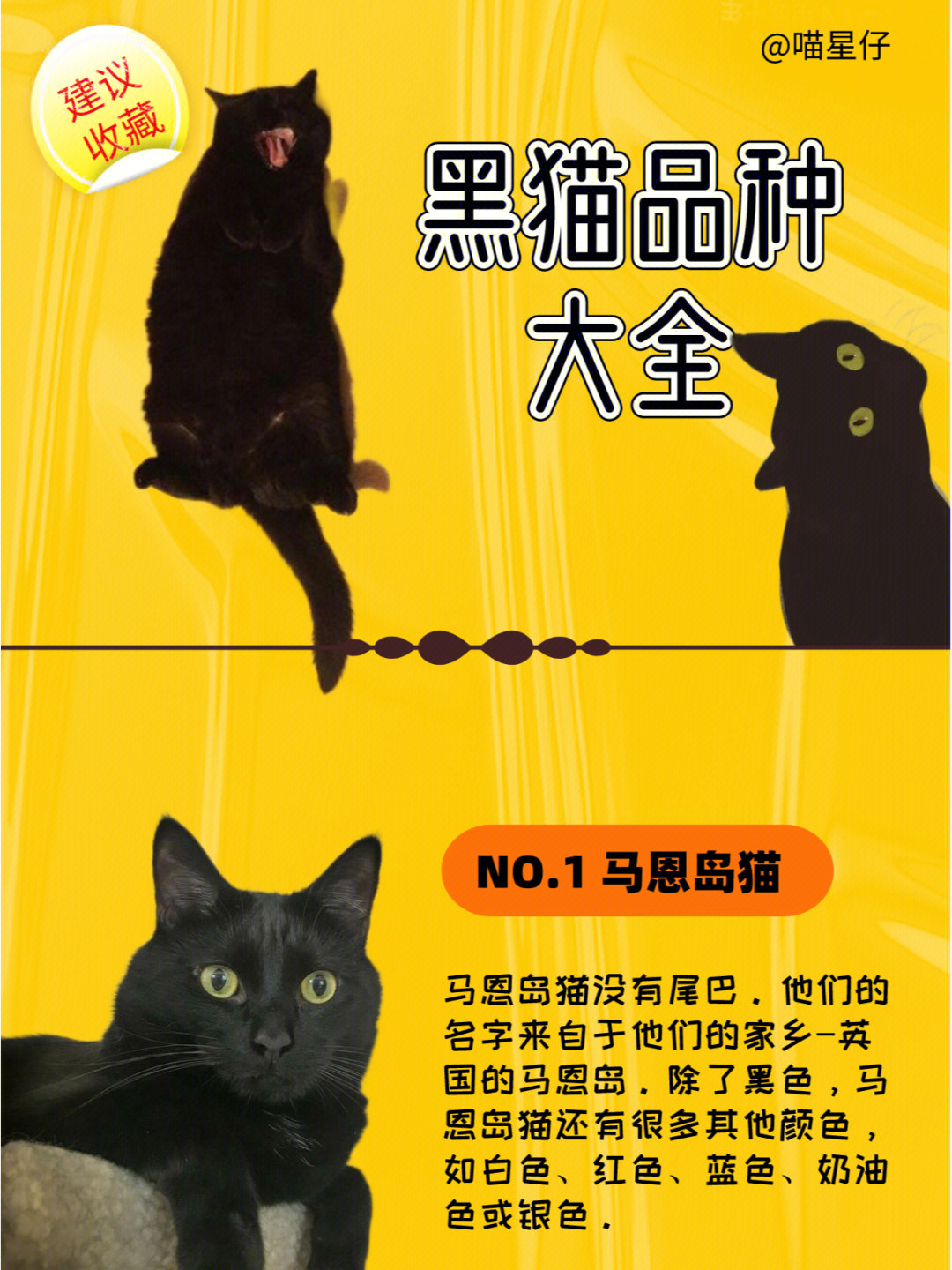 黑猫品种名称及图片图片