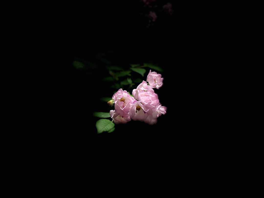 夜拍蔷薇