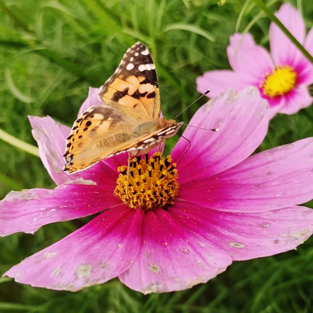 八瓣格桑花的新生图片