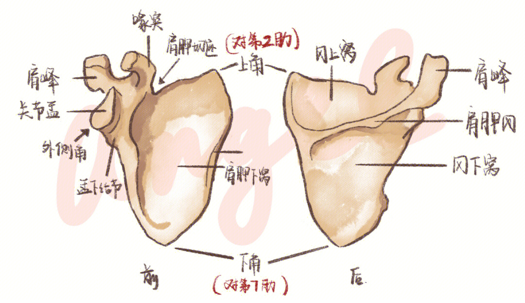 肩胛骨手绘图图片