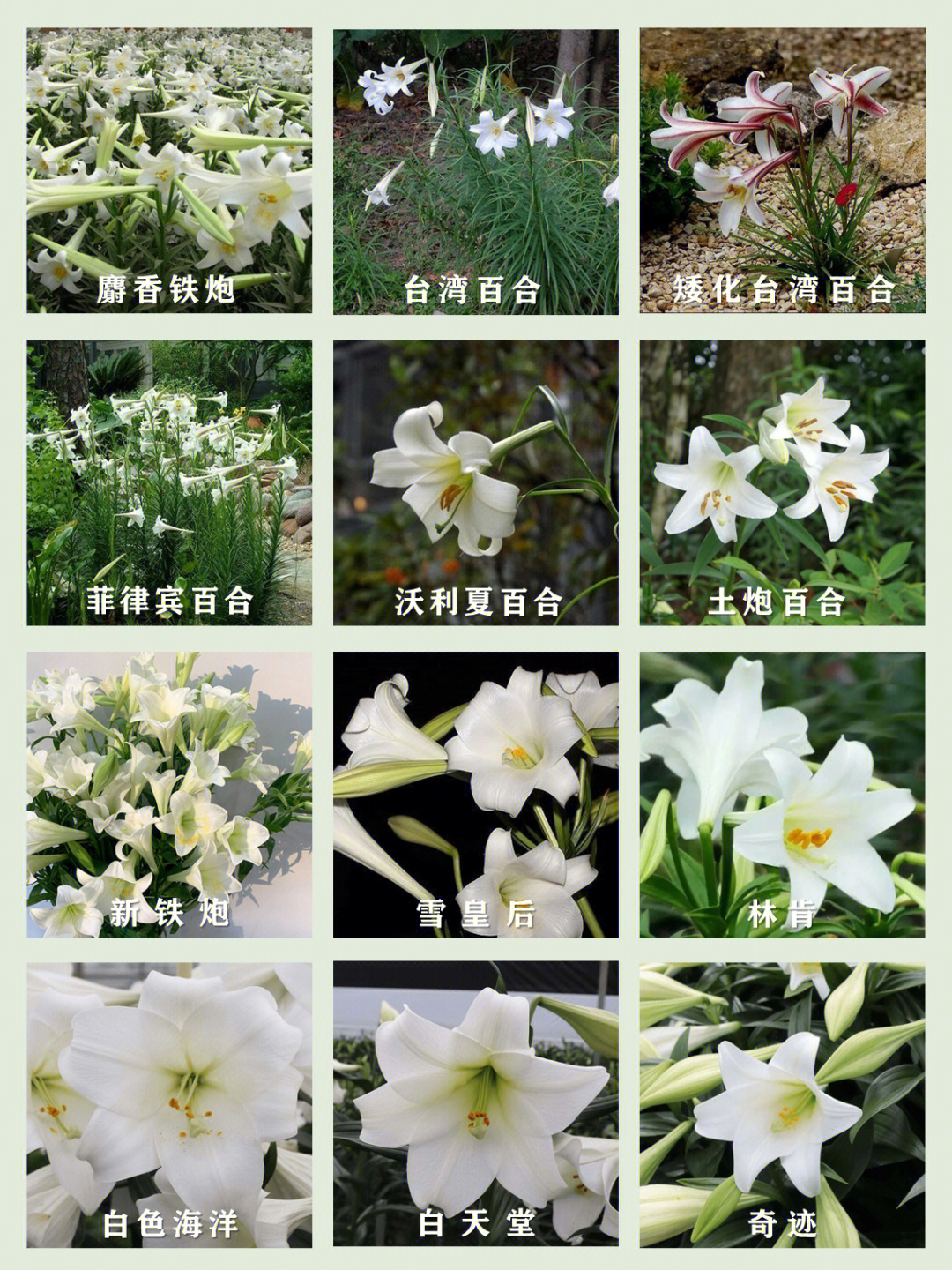 百合花种类名称图片