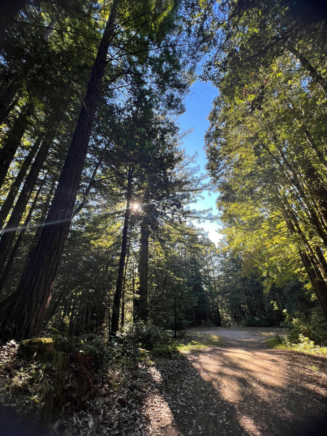 湾区hikingpurisima夏日专属森林与海