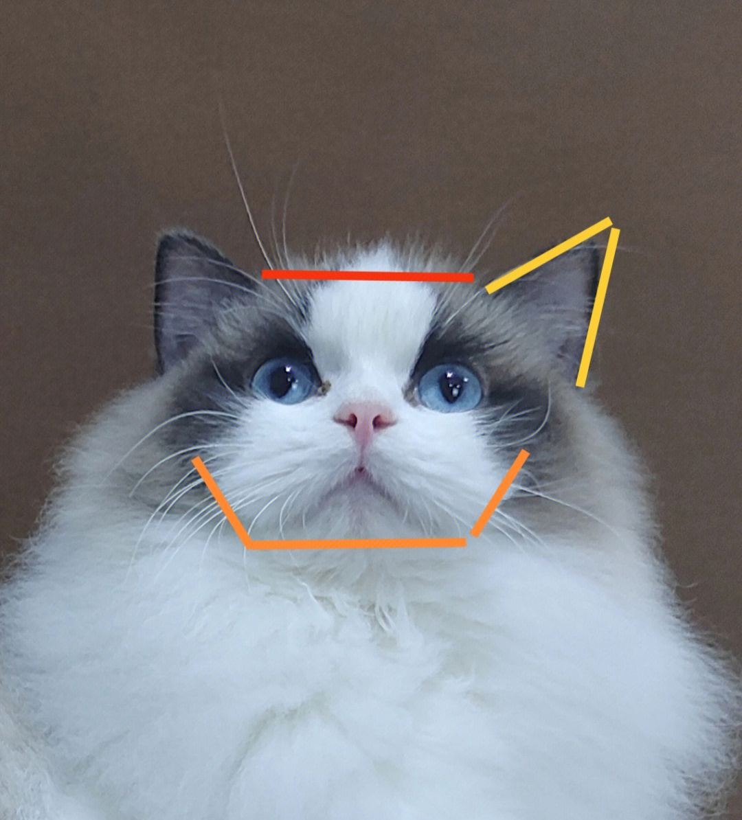 避坑几张图教你简单看布偶猫脸部结构