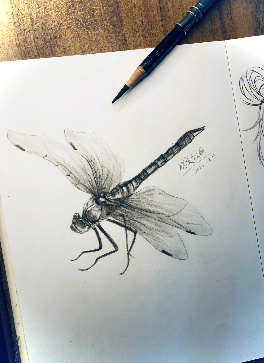 素描蜻蜓