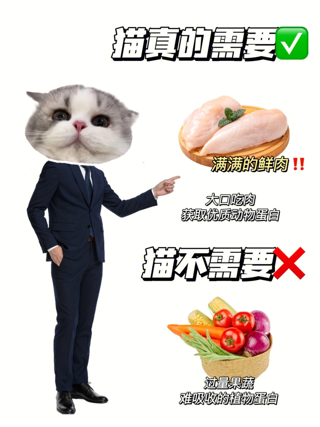 市面上的猫粮良莠不齐74怎么选一款理想猫粮~7215猫猫必须大口