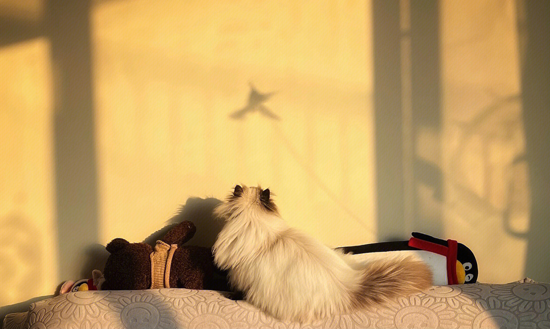 加菲猫日落说的一段话图片