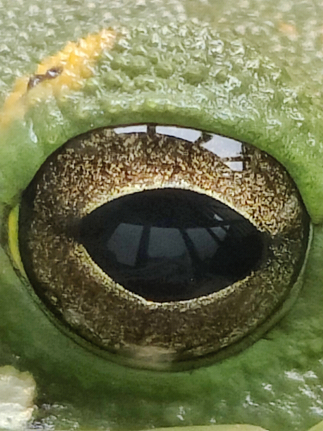 电子蛙眼的画法图片