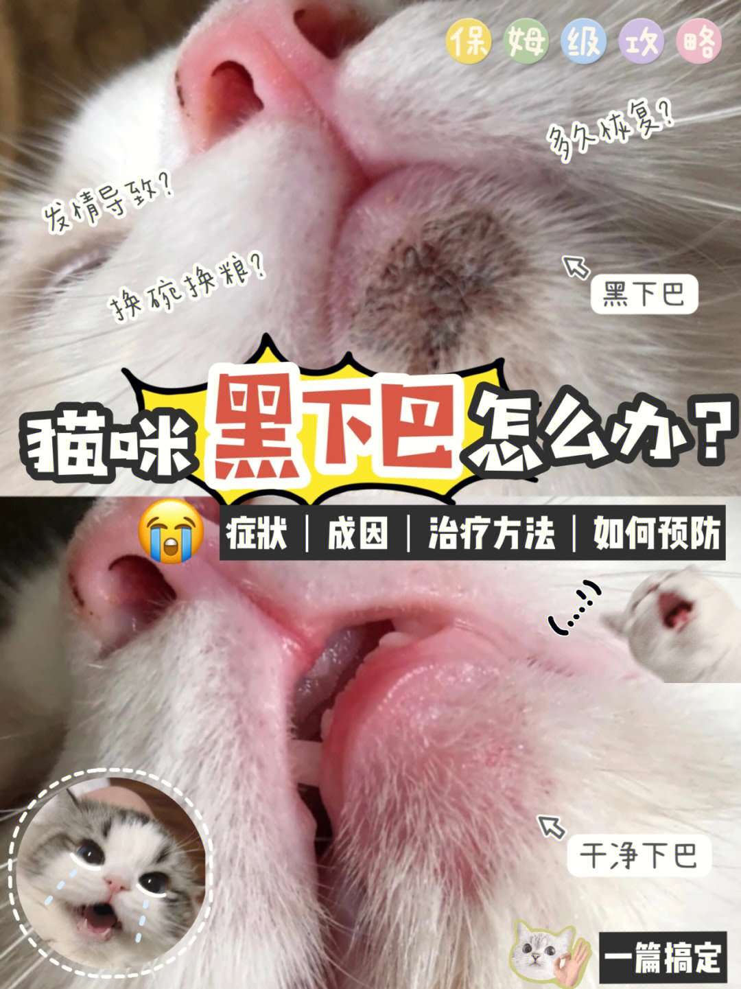 猫咪黑下巴怎么办6315三年养猫经验大公开73