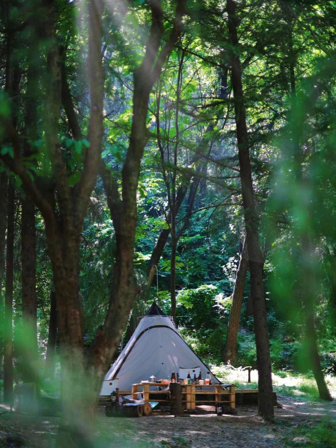 西安周边夏天最舒适的湖畔松林露营地