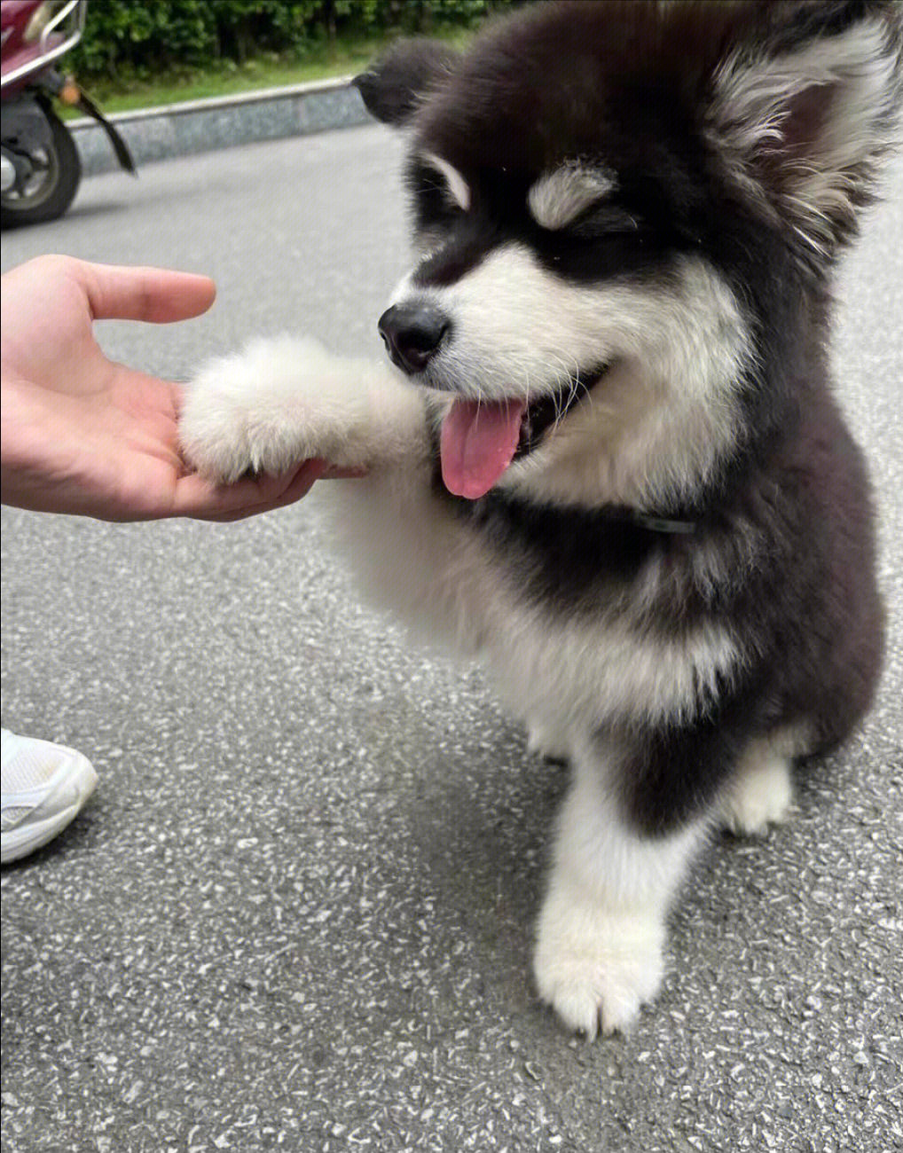 阿拉斯加幼犬领养找新家