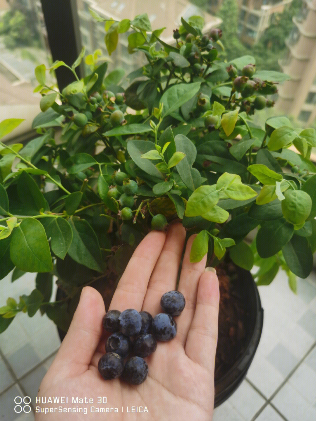 我的盆栽蓝莓