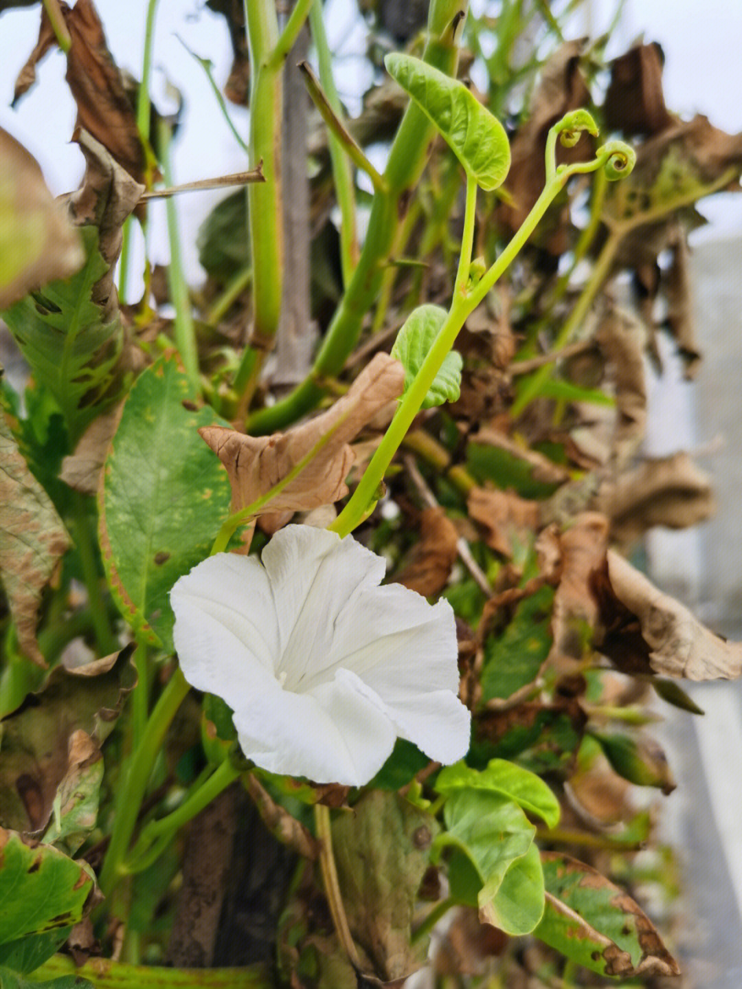 牵牛花枯萎的样子图片