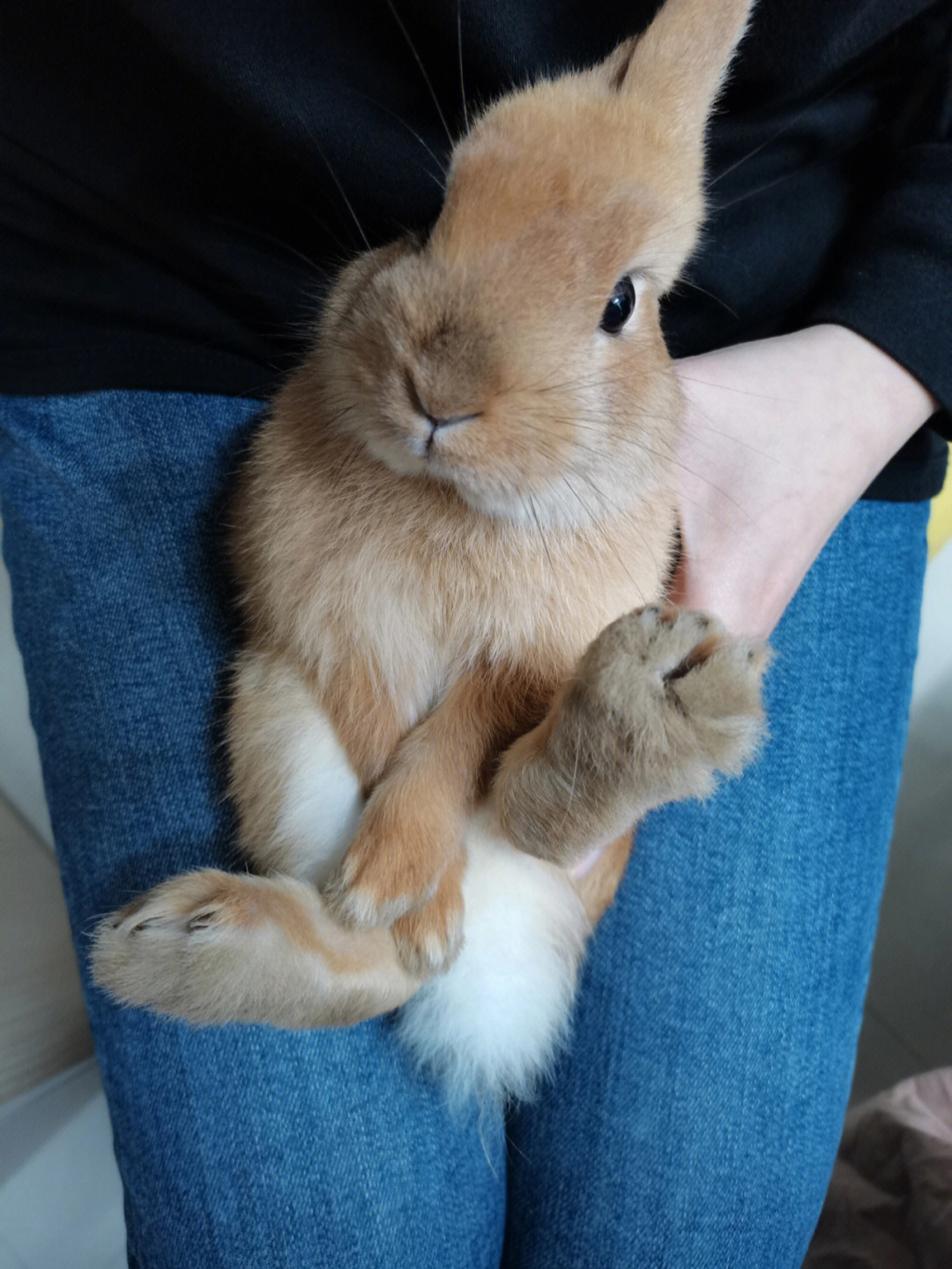 兔兔三斤啦