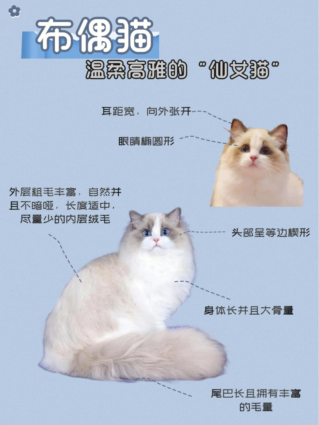 布偶猫的7种分类图片