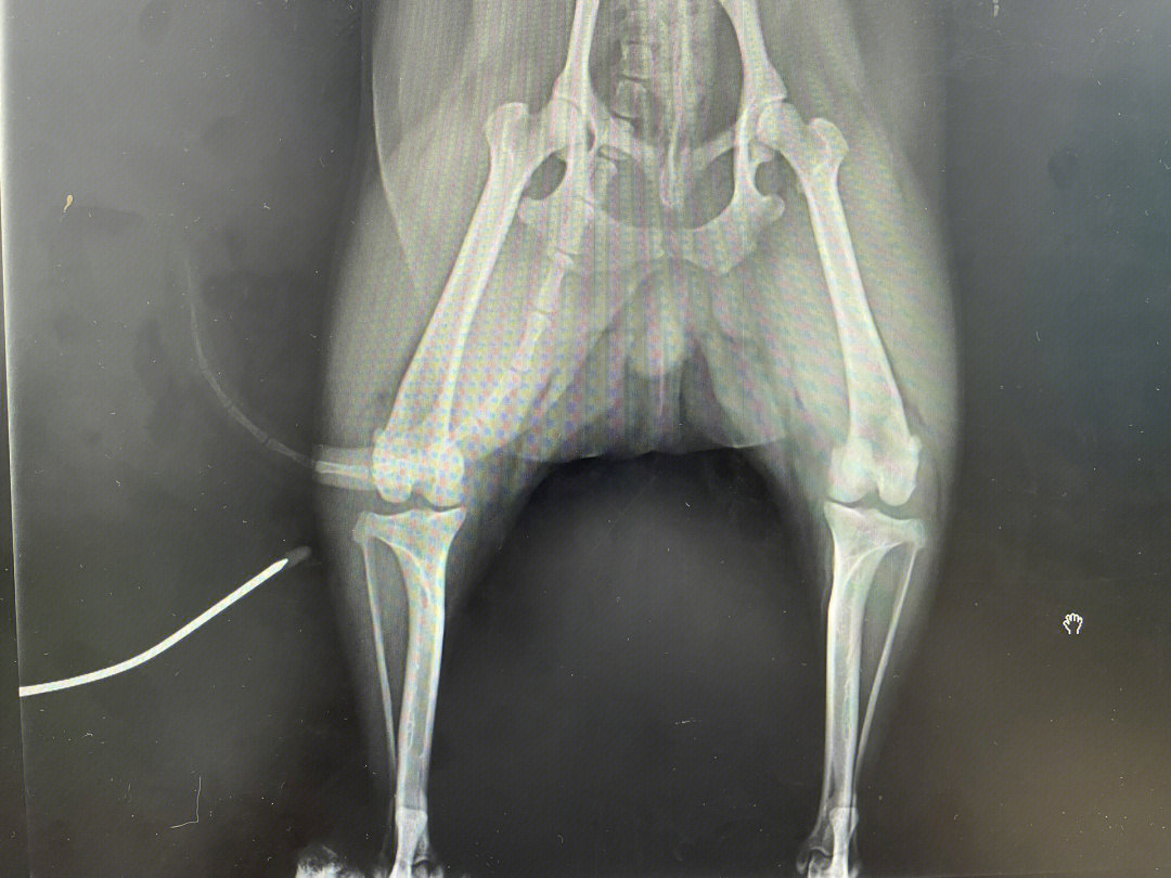 狗狗髌骨脱位x光图片图片