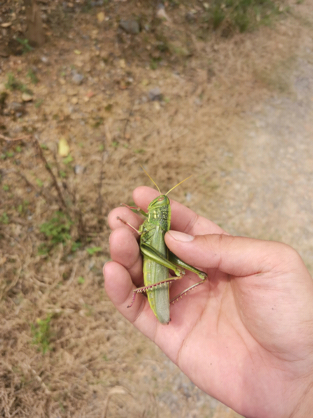 蚂蚱又叫挂大扁儿图片