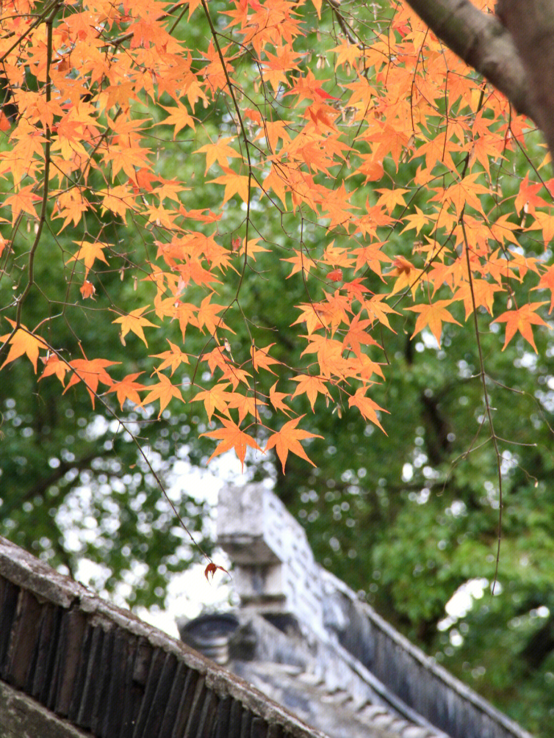 随风飞扬 电视剧图片