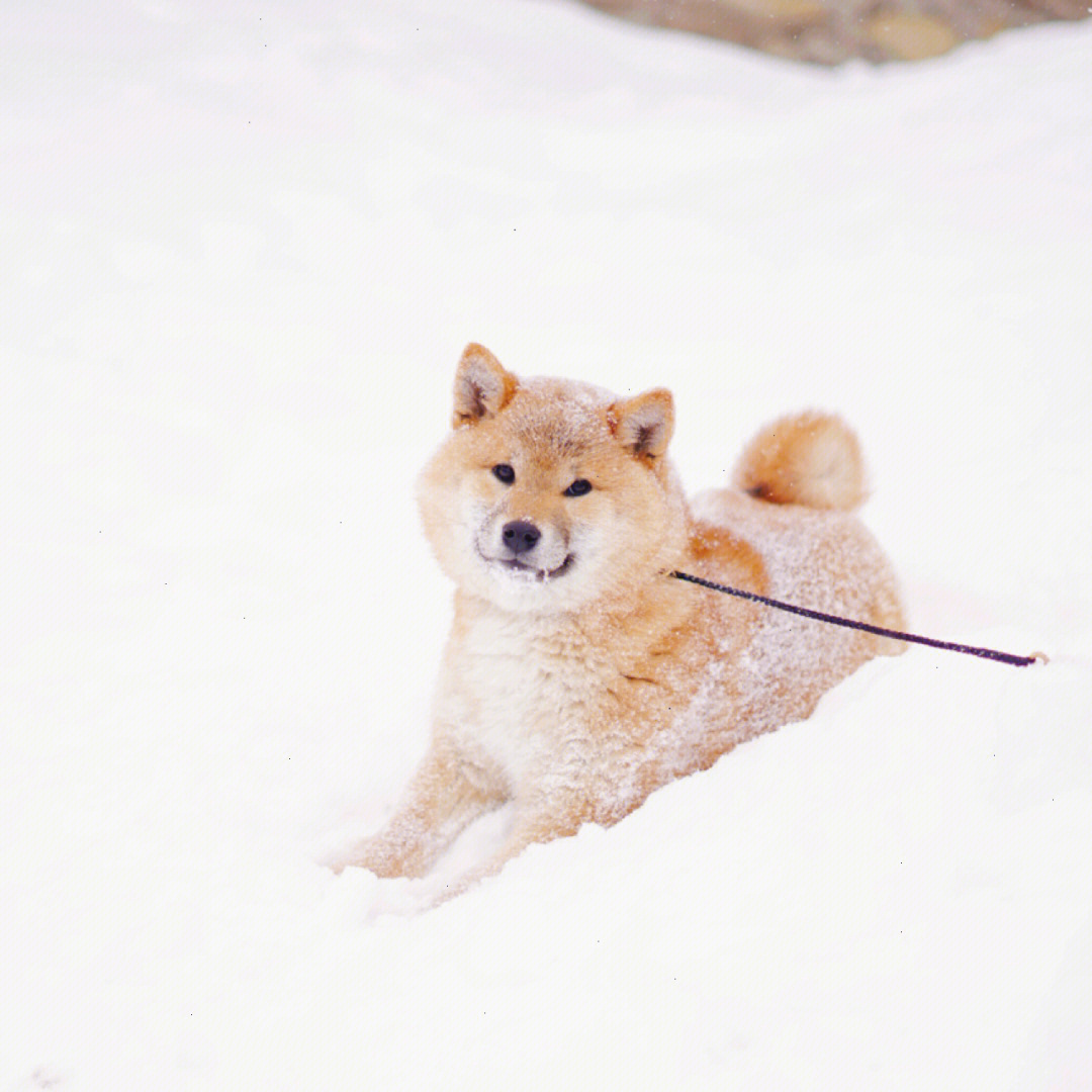 雪地里的小胖柴犬