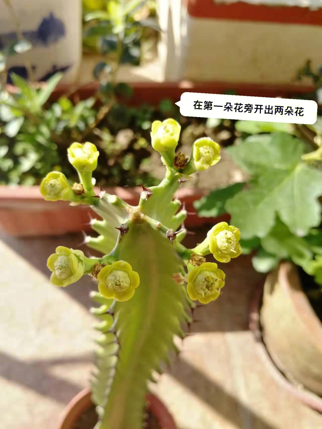 龙骨花开花图片大全图片