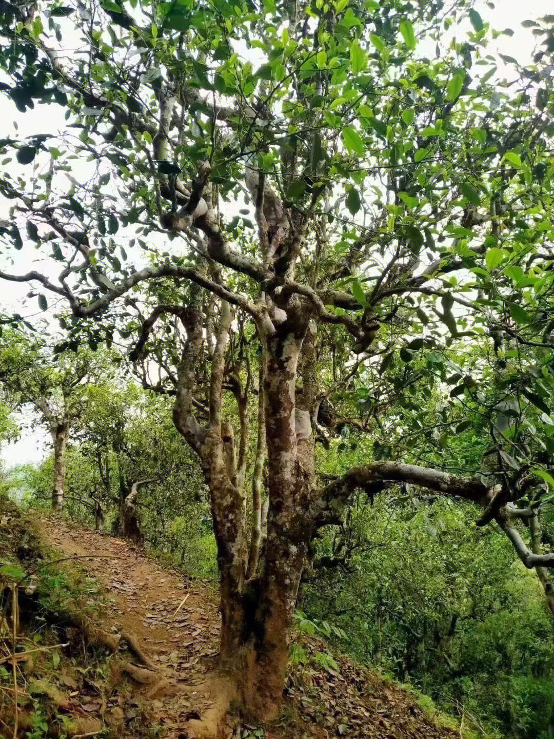 322缅甸野人山古树茶开采