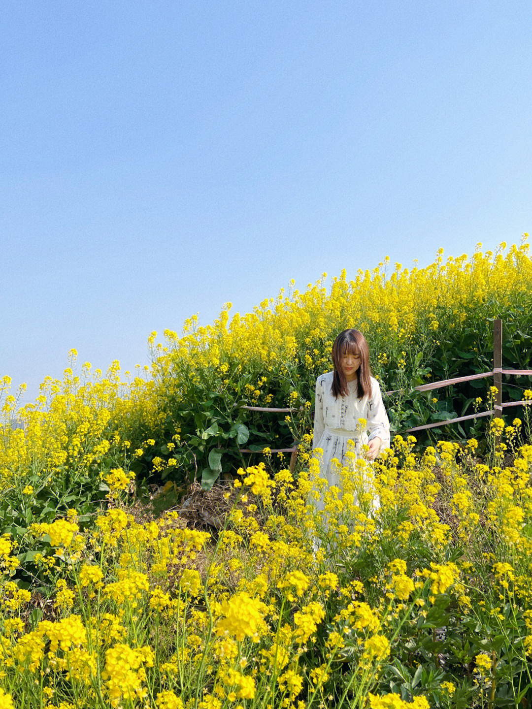 吴江北联村油菜花图片