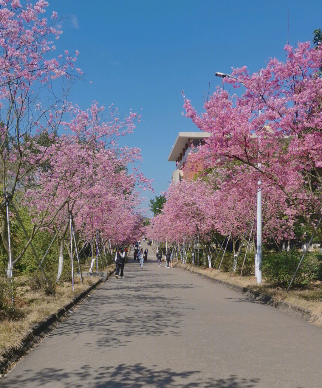 韶关学院 樱花