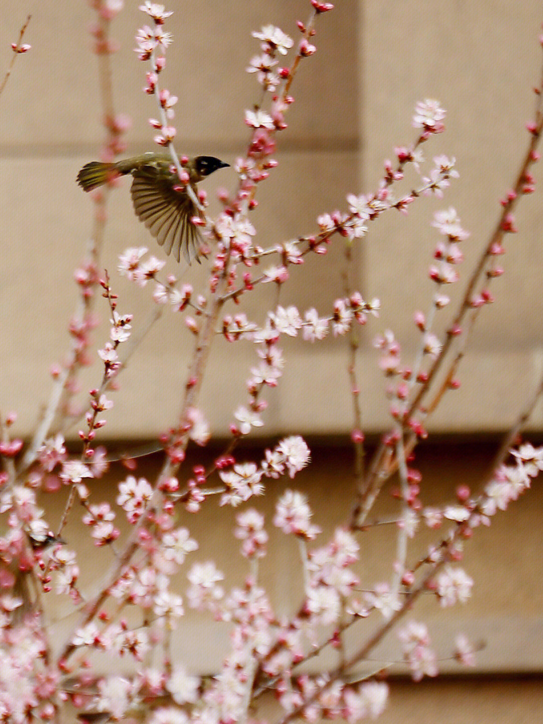 桃花鸟