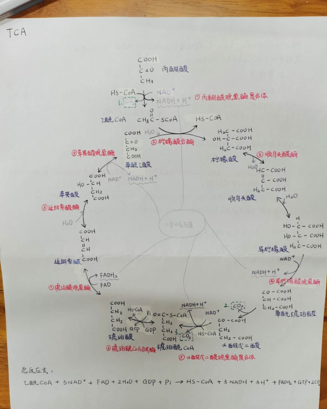 三羧酸循环思维导图图片