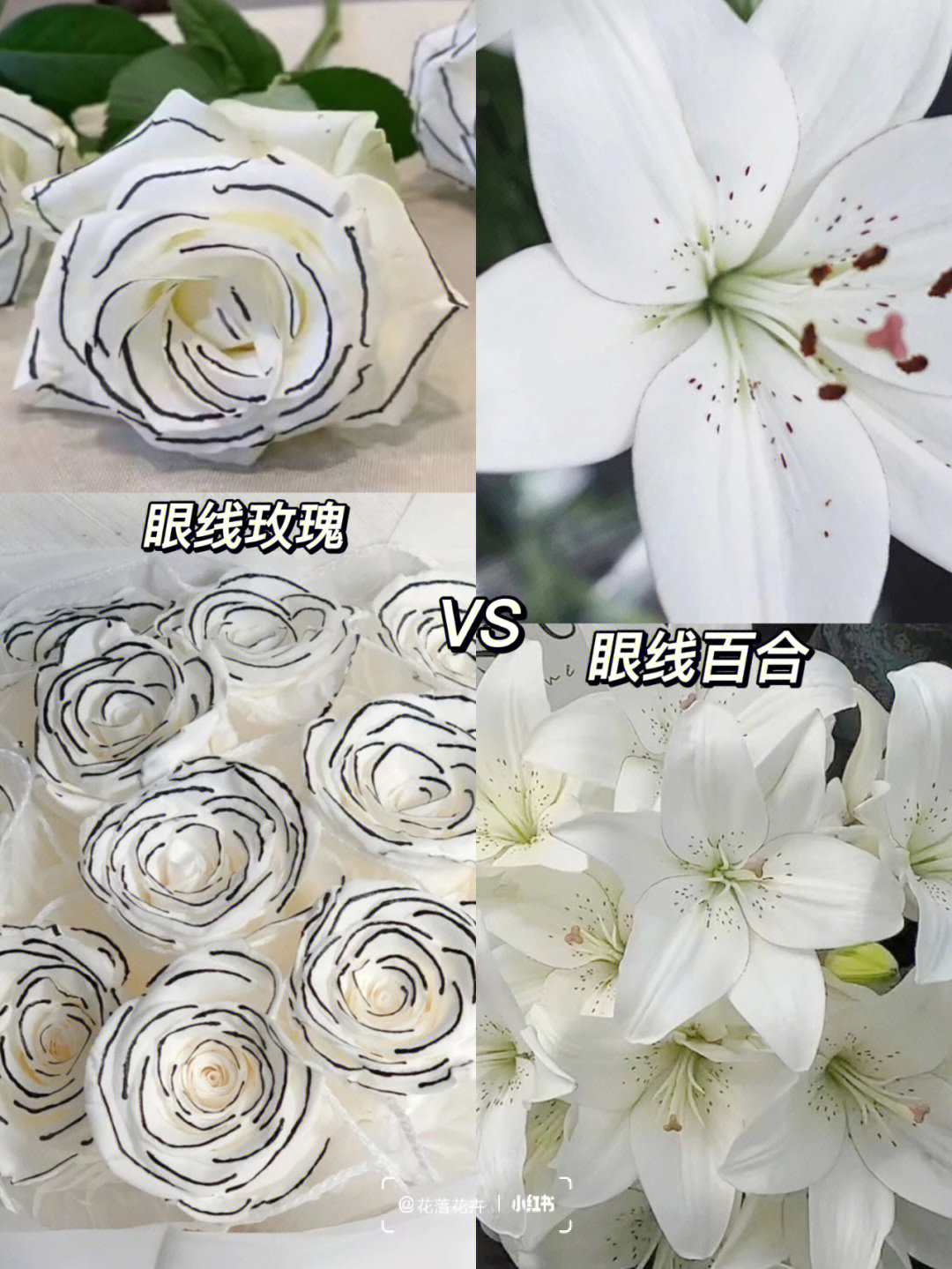 眼线玫瑰花介绍图片