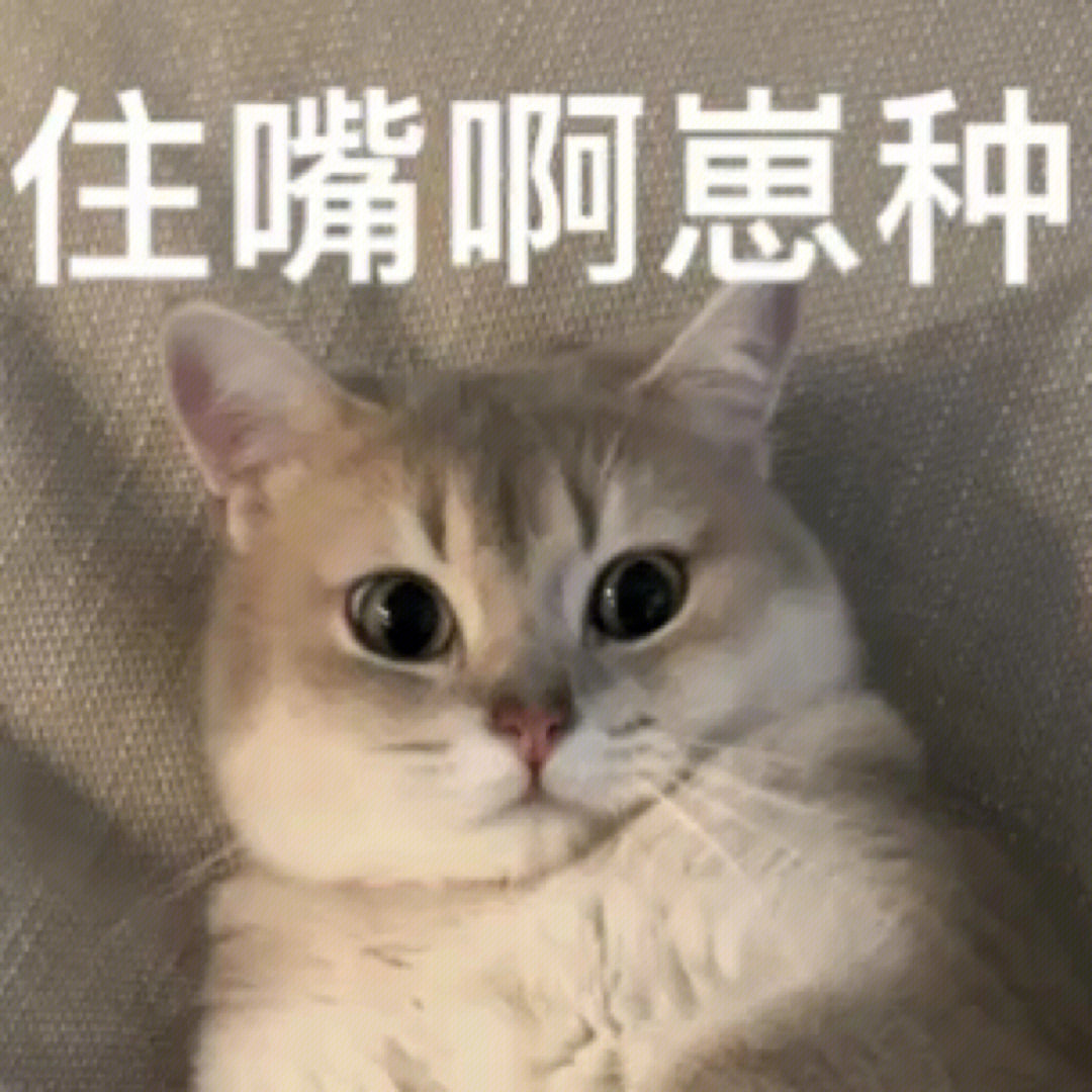 小猫咪表情包又来咯