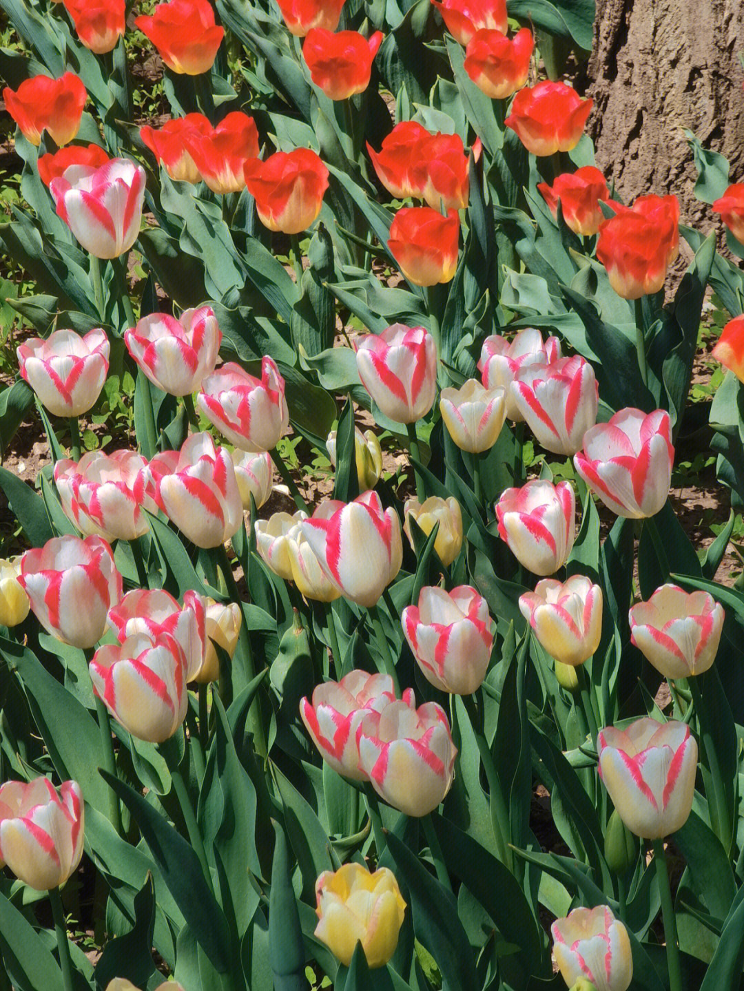 郁金香花海61北京植物园