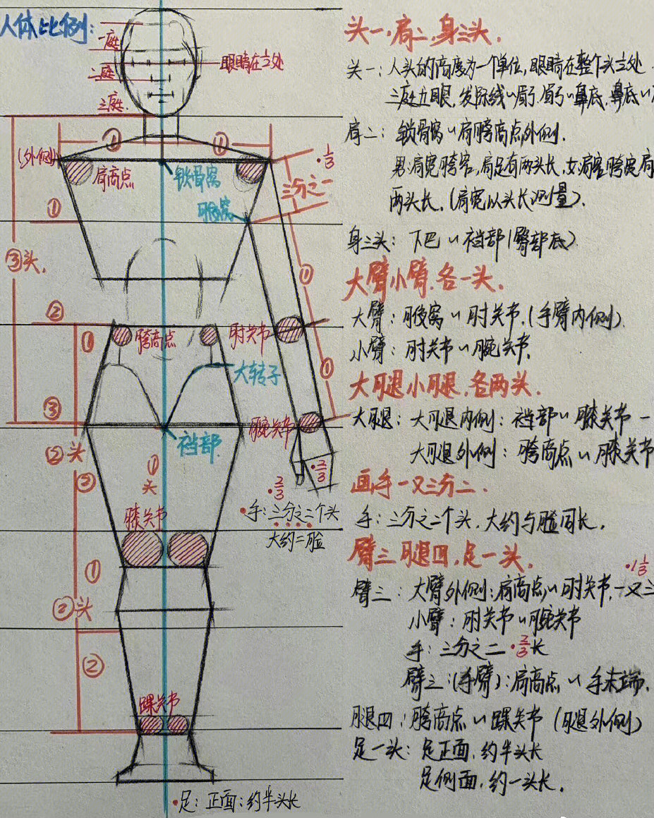 速写人体比例基本知识图片