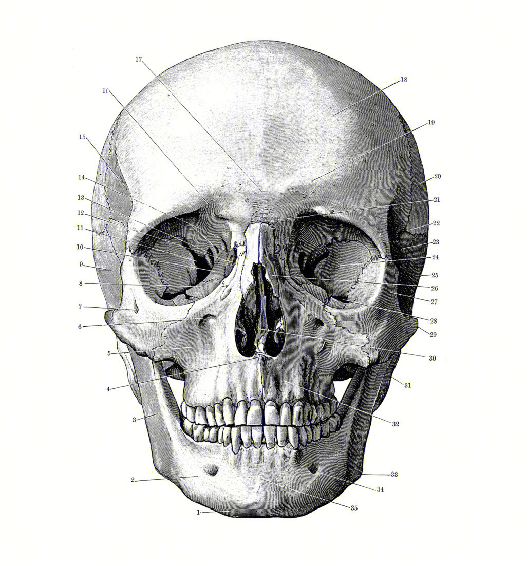头骨结构vs面部结构分析