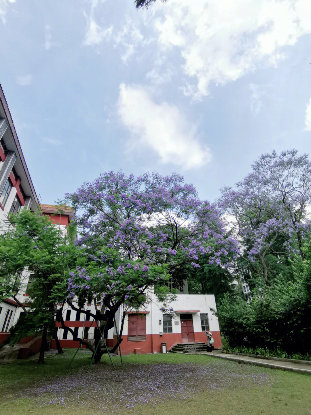 川北医学院蓝花楹照片图片