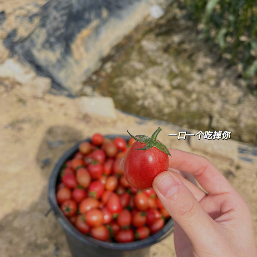 花间酒简谱澄海伯伯图片