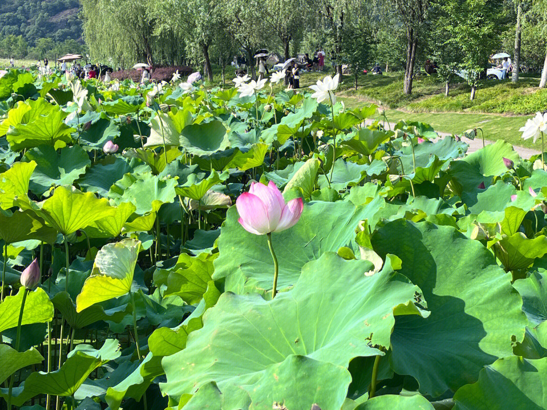 湘湖三期花海最佳时期图片