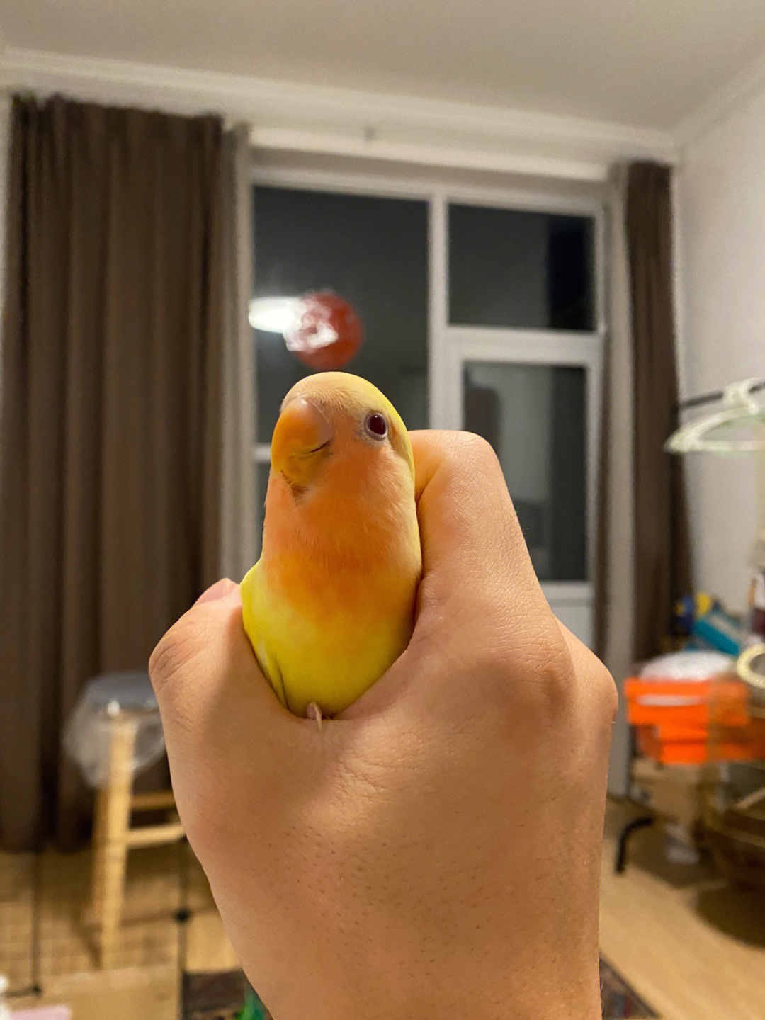 黄桃脸牡丹鹦鹉的叫声图片